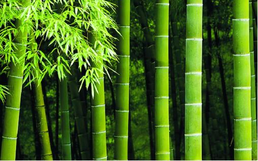 博詩(shī)曼衣柜:環(huán)保與品質(zhì)雙誘惑打造甜蜜好婚房